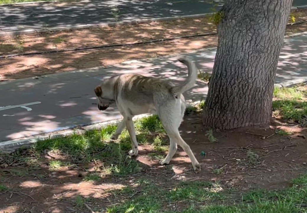 Köpekler 64 yaşındaki adama saldırdı! Tam 76 dikiş atıldı