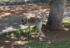 Köpekler 64 yaşındaki adama saldırdı! Tam 76 dikiş atıldı
