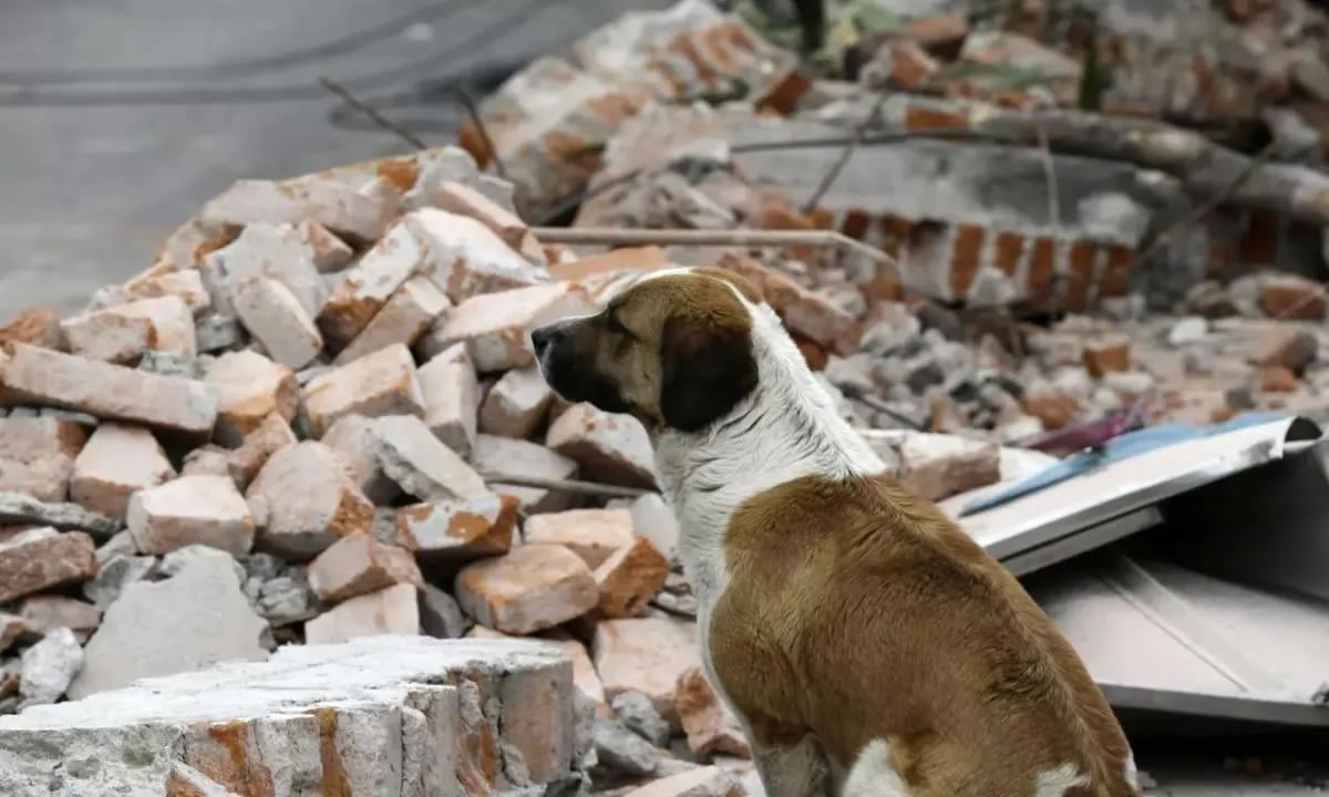 Köpekler depremi hisseder mi? Neden havlarlar?