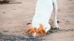 Köpekler Depremi Hissediyor Mu? Bilimsel Gerçekler ve İnanılmaz Yetenekleri