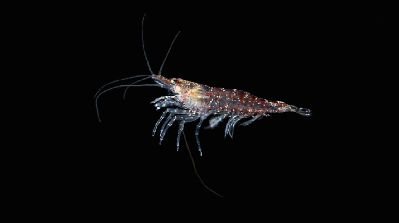 Krill Yağı Faydaları ve Kullanım Alanları