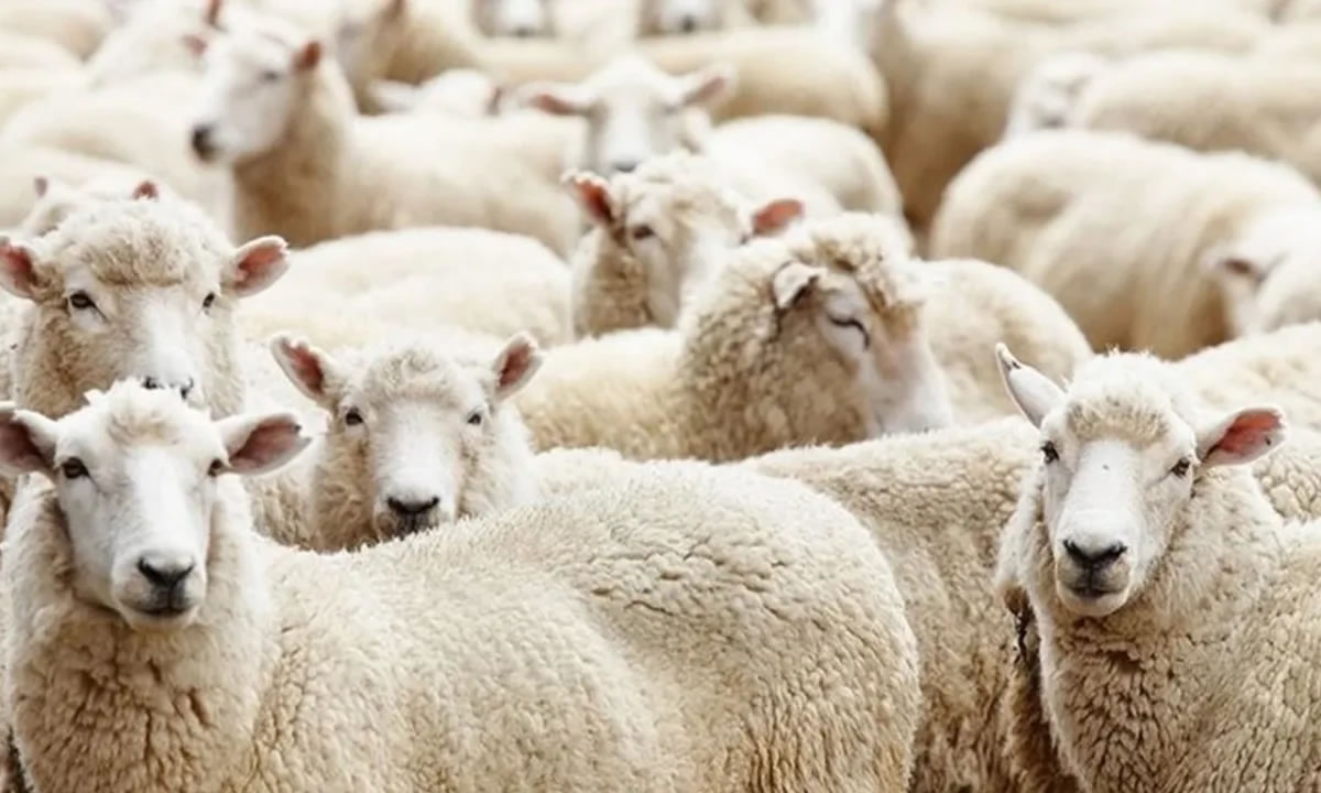 Kurban Bayramı'nda 4. Gün Kurban Kesilir Mi, İbadet Yerine Geçer Mi?