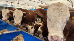 Kurban Bayramı 2026: Güncel Küçükbaş ve Büyükbaş Kurbanlık Hisse Fiyatları