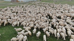 Kuzularda Diş Gıcırdatma: Nedenleri ve Çözümleri