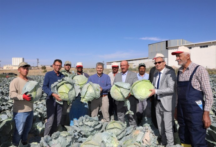 Lahana üretiminde ikinci sırada bulunan Niğde'de hasat devam ediyor