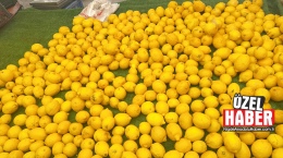 Limonun ekşisi değil, fiyatı can yakıyor!