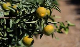  Mandalinada Hasat Zamanı