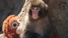 Maymun Punch öldü mü? Sosyal medyayı ağlatan yavru maymun Punch’ın son durumu