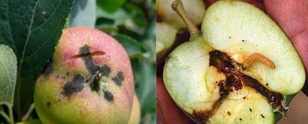 Meyve üreticilerine hayati uyarı