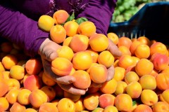 Meyve zararlılarına karşı önemli uyarı