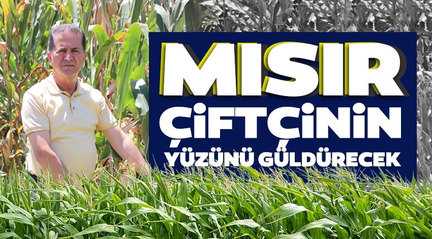 Mısır çiftçinin yüzünü güldürecek