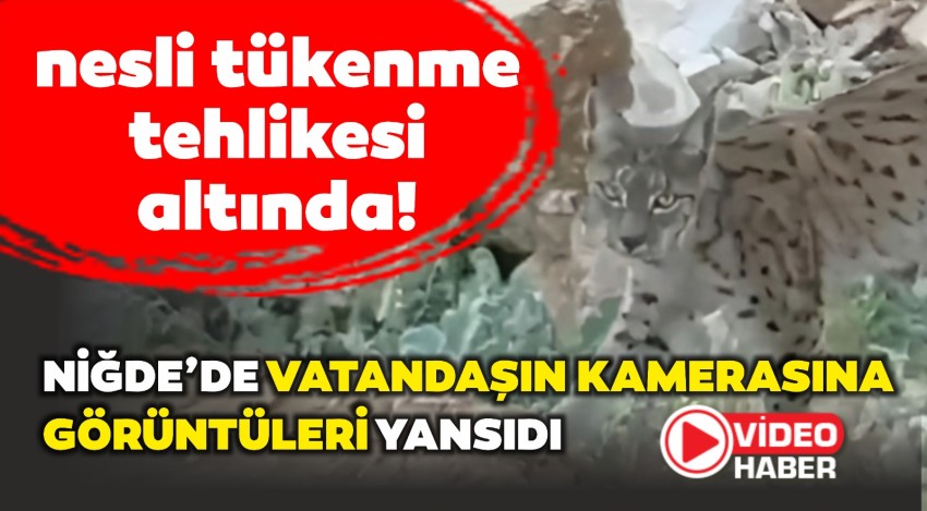 Nesli Tükenme Tehlikesi altında! Niğde'de görüntülendi