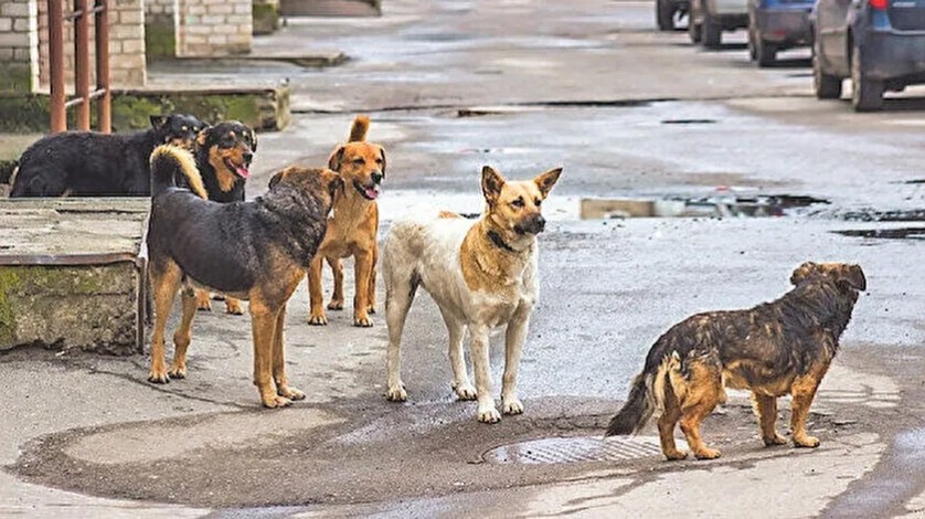 Niğde'de başıboş köpekler keçiyi telef etti 