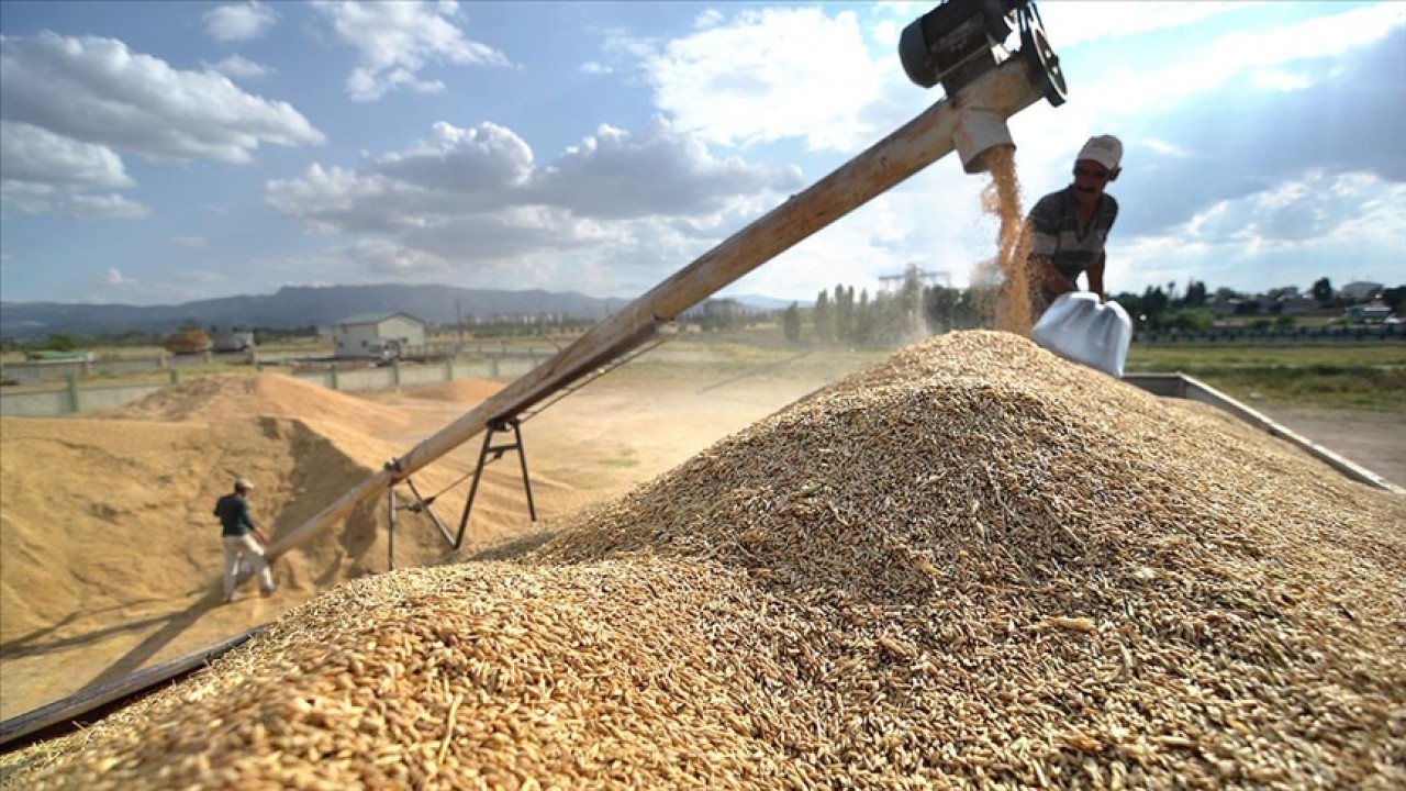 Niğde'de Buğday Hasadı ve Tarım Verileri Paylaşıldı