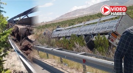 Niğde'de büyükbaş hayvan yüklü tır devrildi