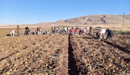 Niğde'de Geliştirilen Milli Tohumluk Patates Çeşitlerinin Hasadı Sivas’ta Başladı