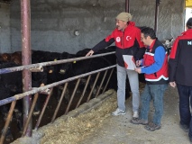 Yıldıztepe Kasabasında Üreticiye Gebe Düve Desteği