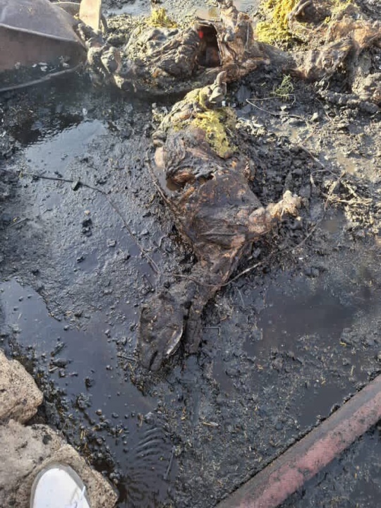 Niğde'de Korkunç Yangın: 170 Koyun Telef Oldu, Ev Kül Oldu