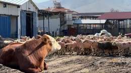 Niğde'de kurbanlık fiyatları belli oldu