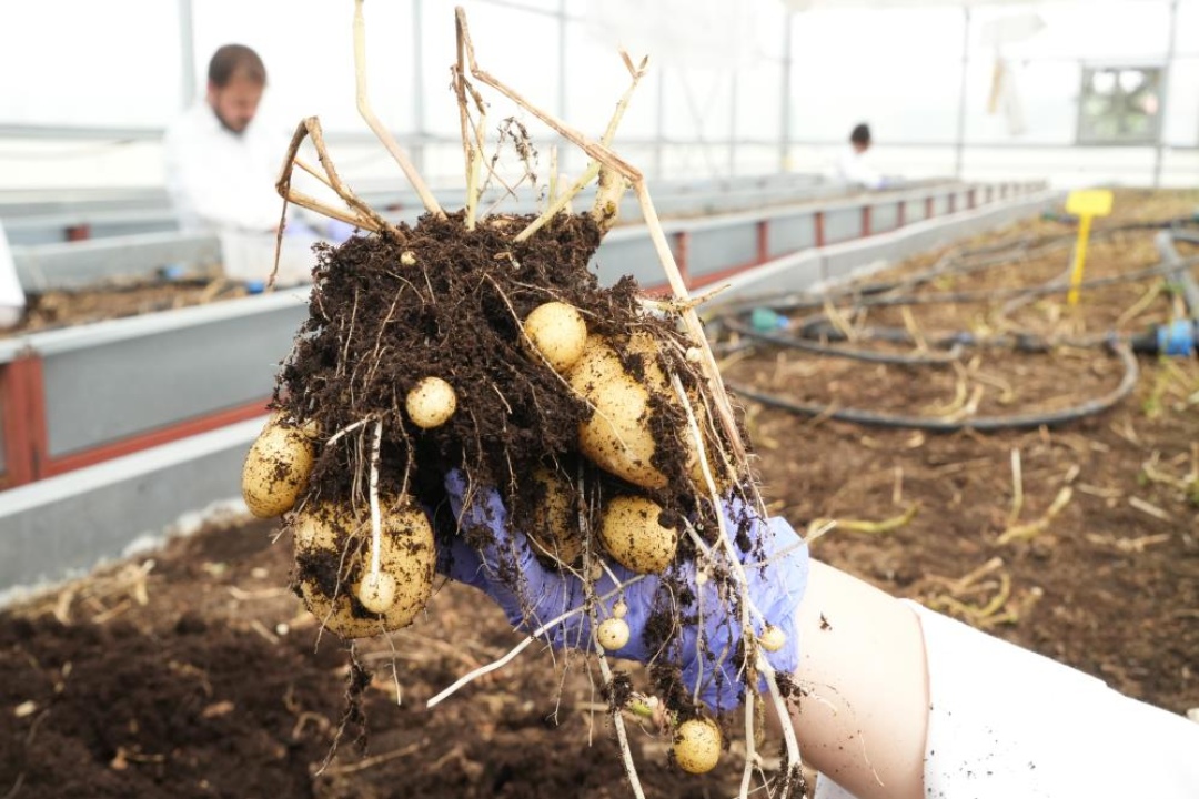 Niğde'de Yerli ve Milli Patates Çeşitleri Geliştiriliyor