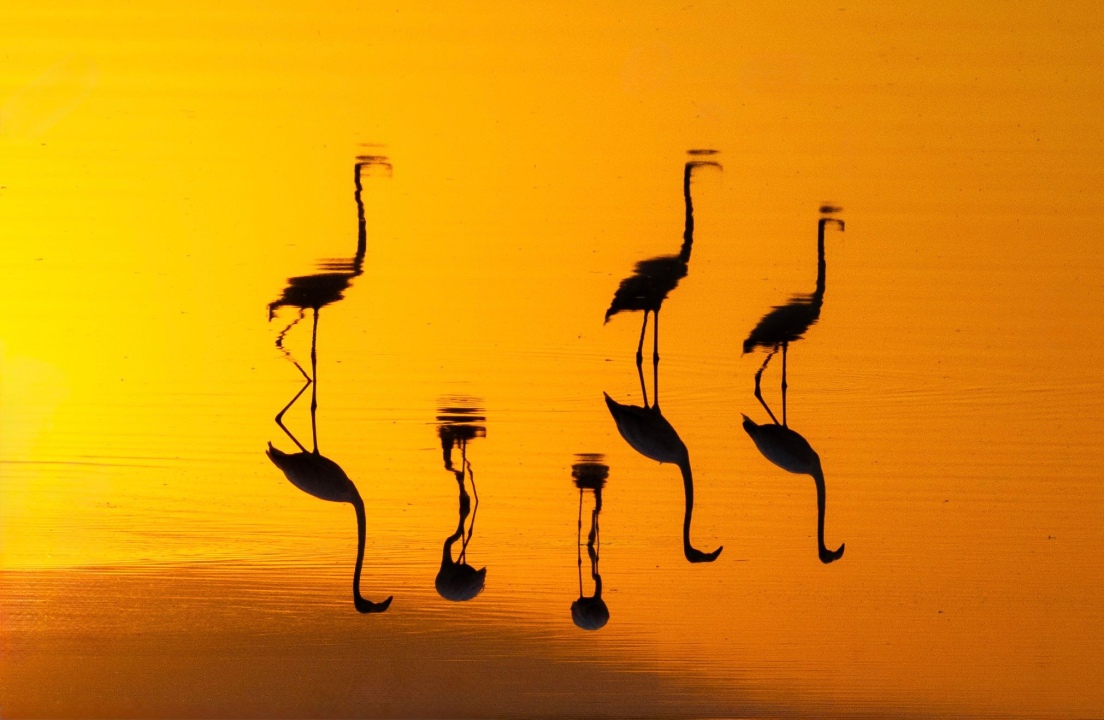 Niğde'nin Akkaya Barajı'nda Flamingo Şöleni