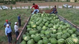 Niğde'nin Karpuz, Kavun ve Domates Üretiminde Yükseliş Devam Ediyor