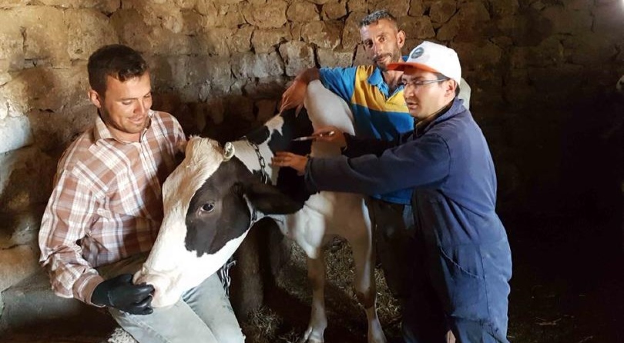 Niğde’de 1,2 Milyon Doz Aşıyla Hayvan Sağlığı Güvence Altında