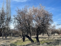 Niğde’de çiçekler açtı, bahar erken geldi