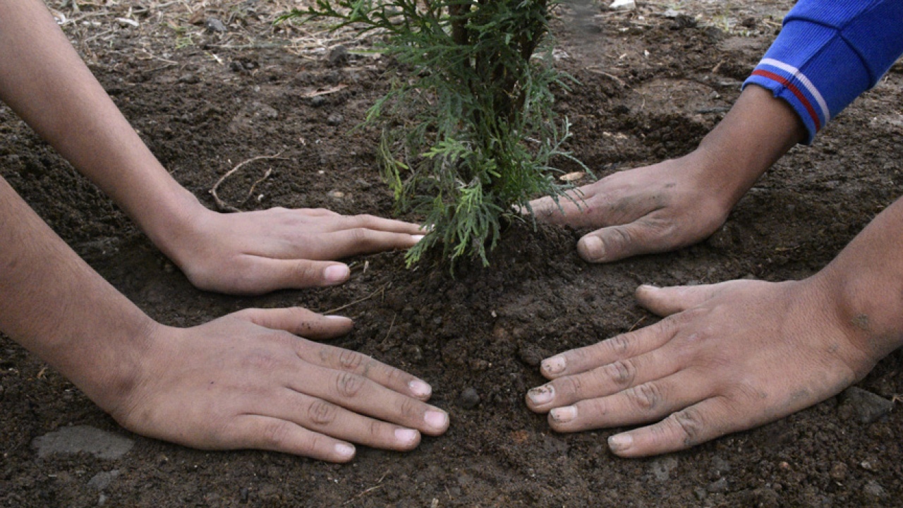 Niğde’de fidan sahiplenme oranı beklentinin altında kaldı