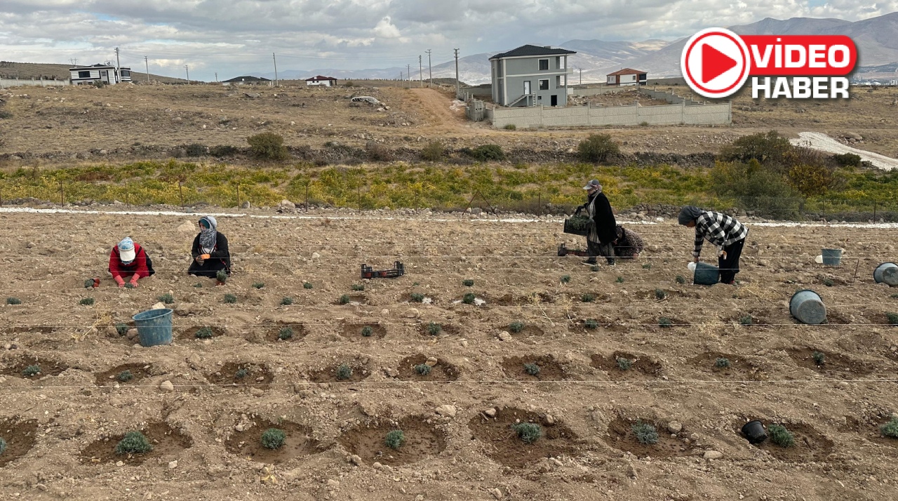 Niğde’de genç girişimci lavanta bahçesi kurdu