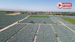 Niğde’de Hasat Öncesi Pestisit Denetimleri Sürüyor