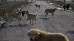 Niğde’de Köpek Katliamı İddiaları: Belediye Açıklama Yaptı!