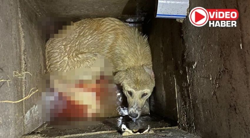 Niğde'de kuyuya düşen köpek itfaiye ekipleri tarafından kurtarıldı