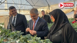 Niğde’de topraksız tarımla çilek üretilecek