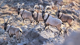 Niğde’de Yaban Keçisi sayısı rekor seviyeye ulaştı