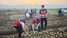 Niğde’de yazlık patates hasadı sabahın ilk ışıklarıyla başladı