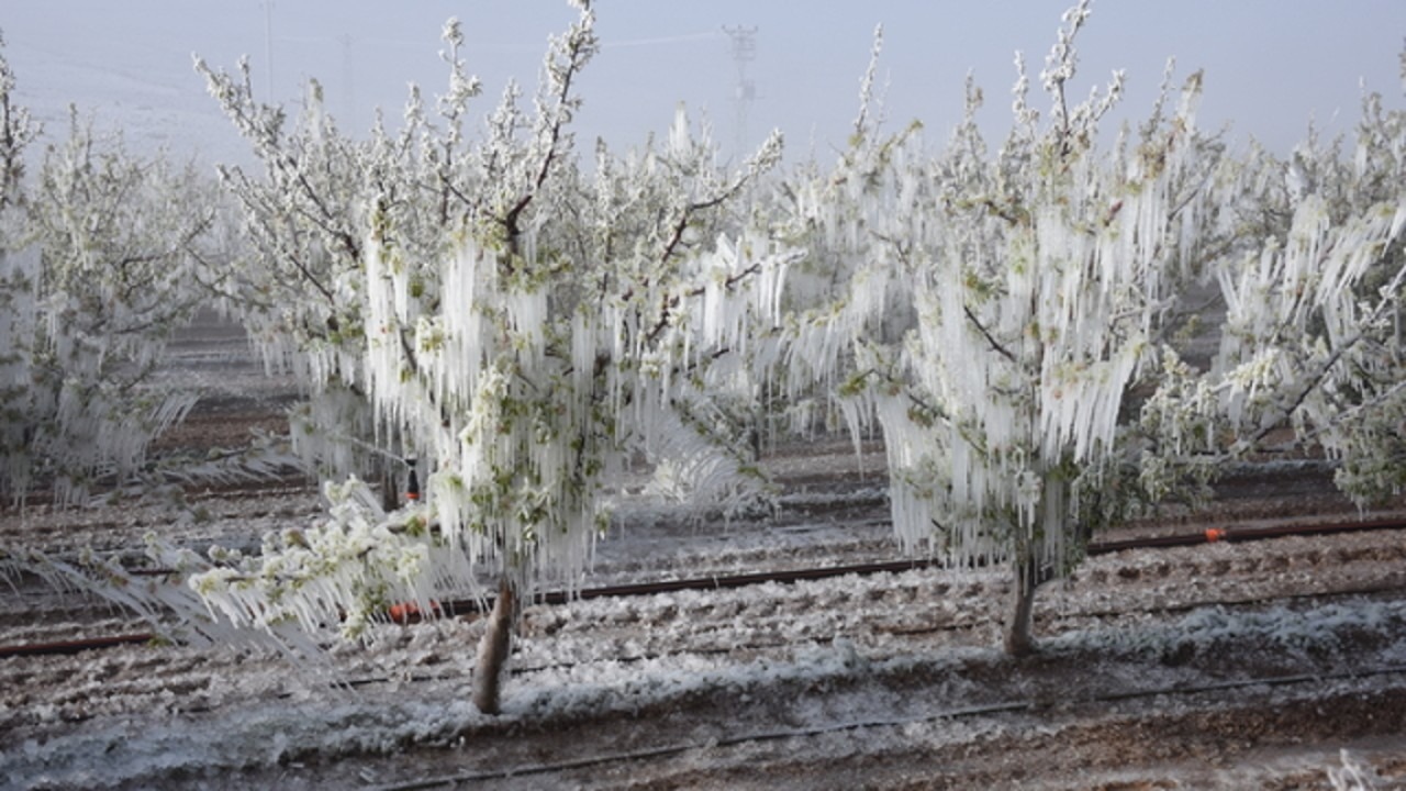 Niğde’de zirai don zararı gören çiftçilere destekleme ödemesi başlıyor
