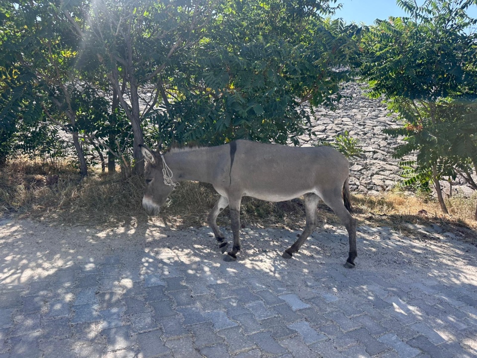Gebere Barajı'nda Eşek Sürprizi