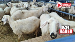 Niğde Hayvan Pazarı'nda Kurban Bayramı hareketliliği