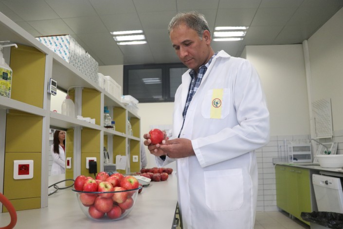 Niğde Misket Elmasının genleri ABD'de yeni elma çeşitlerine aktarılacak