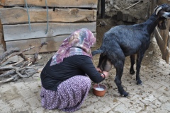 Niğde’nin Sır Lezzeti: Aylarca Bozulmadan Saklanan Keçi Sütü Yoğurdu