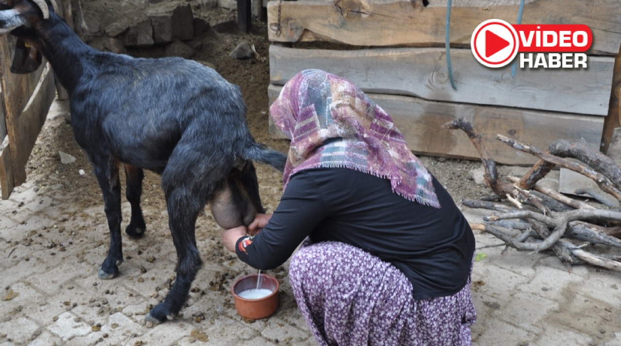 Niğde’nin Sır Lezzeti: Aylarca Bozulmadan Saklanan Keçi Sütü Yoğurdu