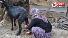 Niğde’nin Sır Lezzeti: Aylarca Bozulmadan Saklanan Keçi Sütü Yoğurdu