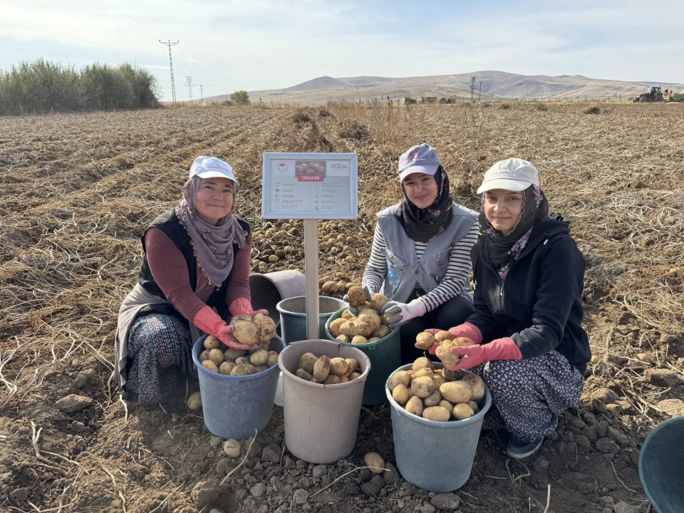 Niğde’nin Yerli Patates Çeşitleri NİĞŞAH ve SARUHAN Çiftçilerden Tam Not Aldı