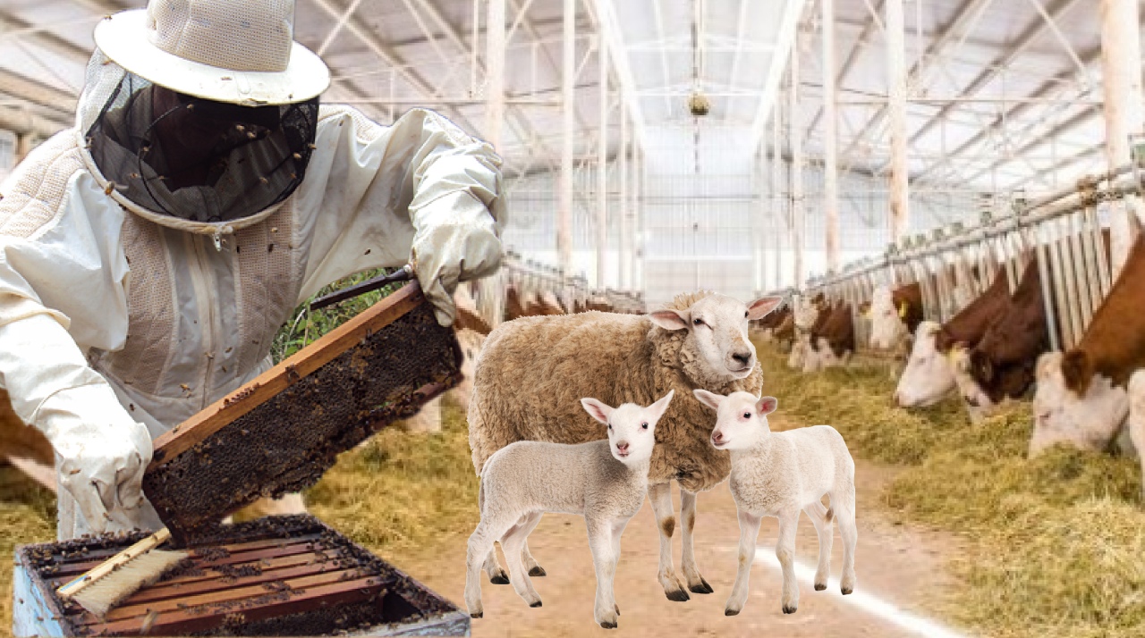 Niğde üreticisine müjde! 2025 hayvancılık ve arıcılık destekleri açıklandı