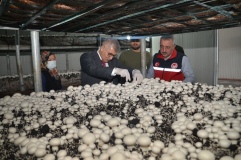 Niğde Valisi Cahit Çelik, kültür mantarı üretim tesisini ziyaret etti