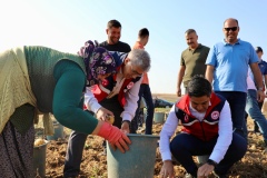 Niğde Valisi Çelik Patates hasadına katıldı