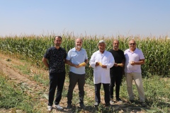 NÖHÜ’de Silajlık Mısır Hasadı Başladı
