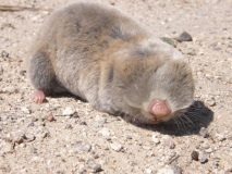 NÖHÜ’den bilime bir katkı daha 