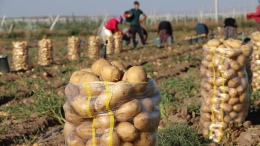 Patates Üreticileri Zor Durumda: Depoda 3 Liraya, Marketlerde 25 Liraya Patates Satılıyor